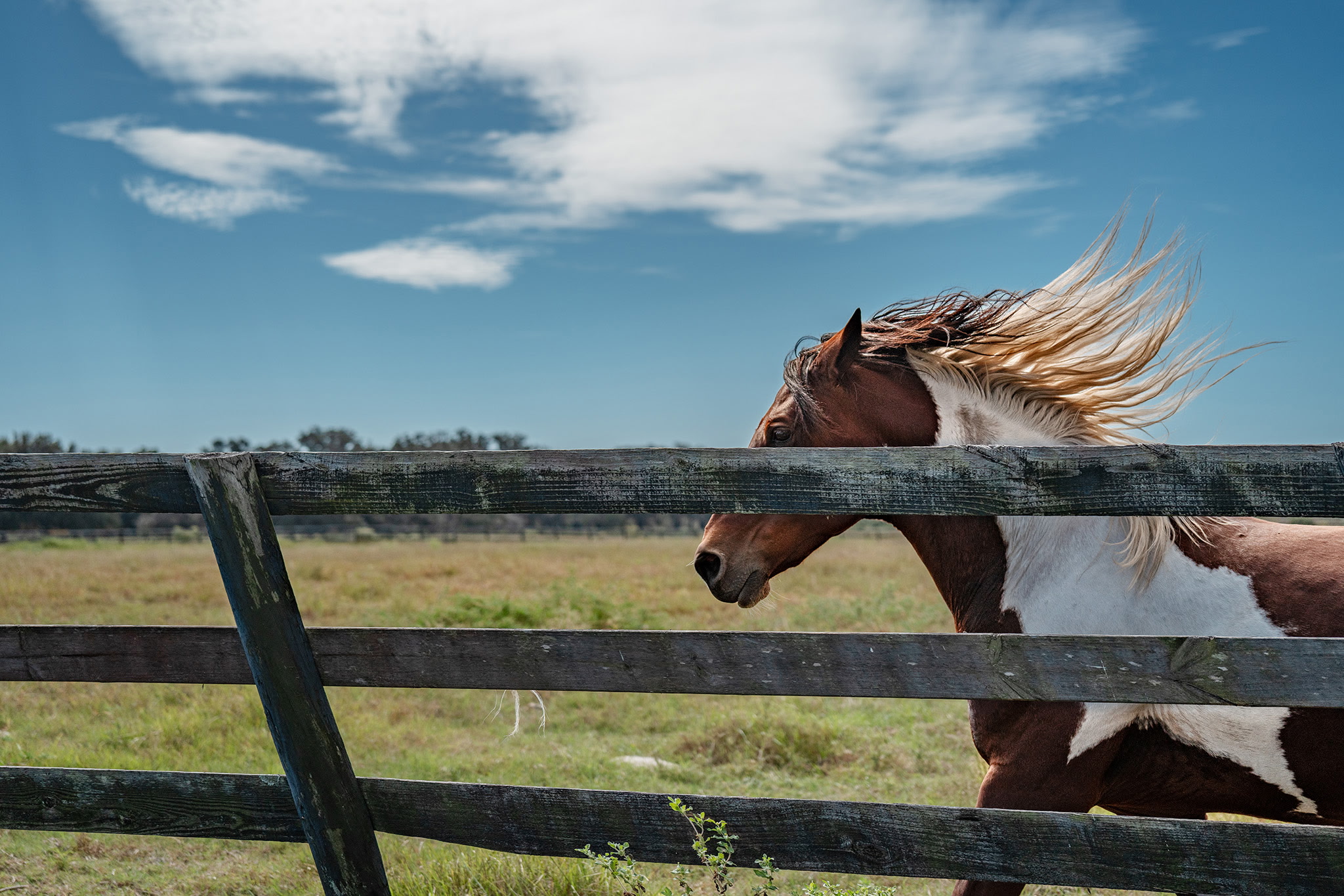 Horses running freely in an open field representing financial freedom